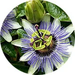 Passionflower Passiflora incarnata by Krystal Thompson