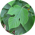 Wauke Broussonetia papyrifera by David B. Leonard