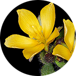 Damiana Turnera diffusa by John Uri Lloyd