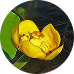 Yellow Pond Lily Nuphar spp. by Mel Kasting