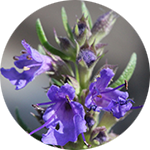 Hyssop Hyssopus officinalis by Lindsey Hesseltine