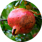 Pomegranate Punica granatum by John Uri Lloyd