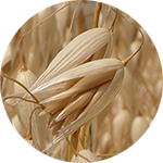 Oats Avena sativa by Lara Pacheco