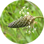 Plantain Plantago spp. by Opal Kesling