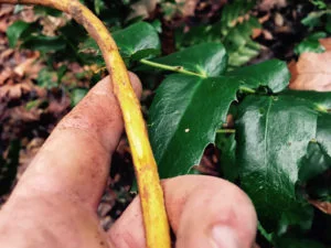Oregon grape inner bark by Jon Keyes