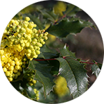 Oregon Grape Berberis spp. by Renee Davis