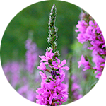 Purple Loosestrife Lythrum salicaria by Ruthie Hayes