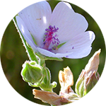 Marshmallow Althaea officinalis by Lara Pacheco