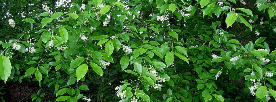 wildcherry.jpg