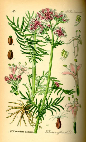 valerian.jpg