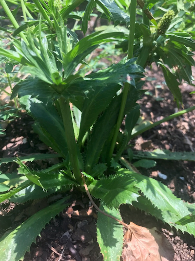 Recao growing in Charlotte, NC