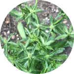 Recao Eryngium foetidum by Brandon Ruiz