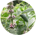 Motherwort Leonurus cardiaca By Dana Aronson