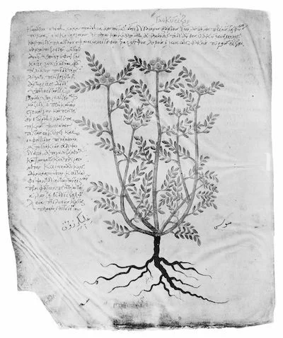 From Dioscorides' Codex Julianae Aniciae, an image of Liquorice. Photo: Wellcome Library, London. Wellcome Images/ via Wikimedia Commons
