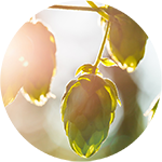 Hops Humulus lupulus by Rosalee de la Forêt