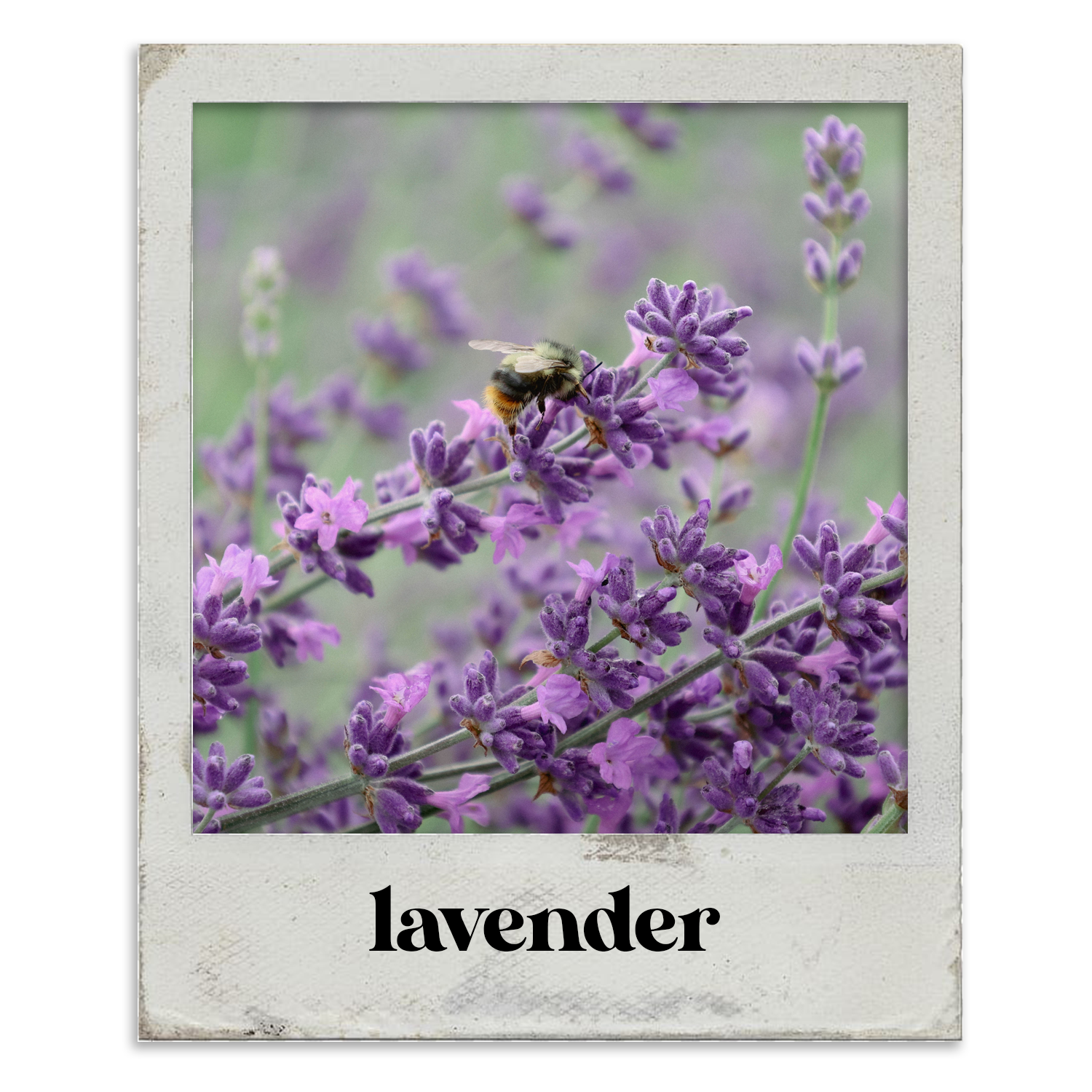 flowerphotos_lavender.png