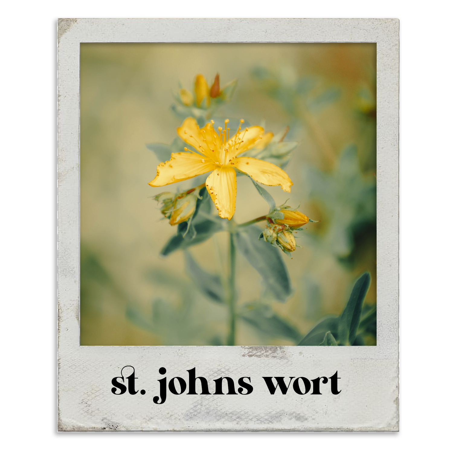 flowerphotos_stjohnswort.png