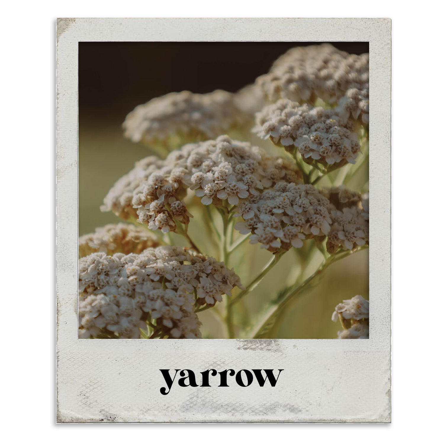 flowerphotos_yarrow.png