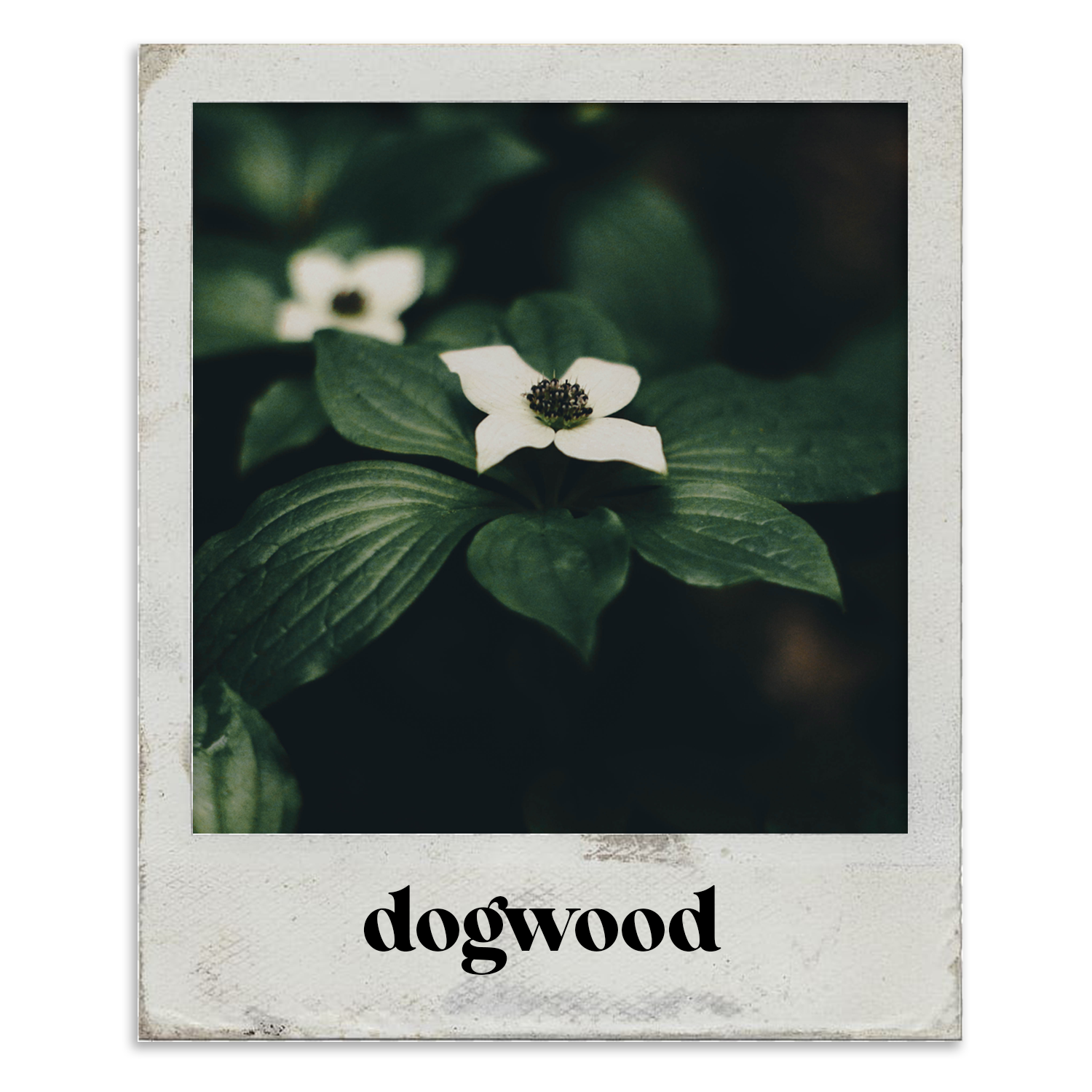 Dogwood 1