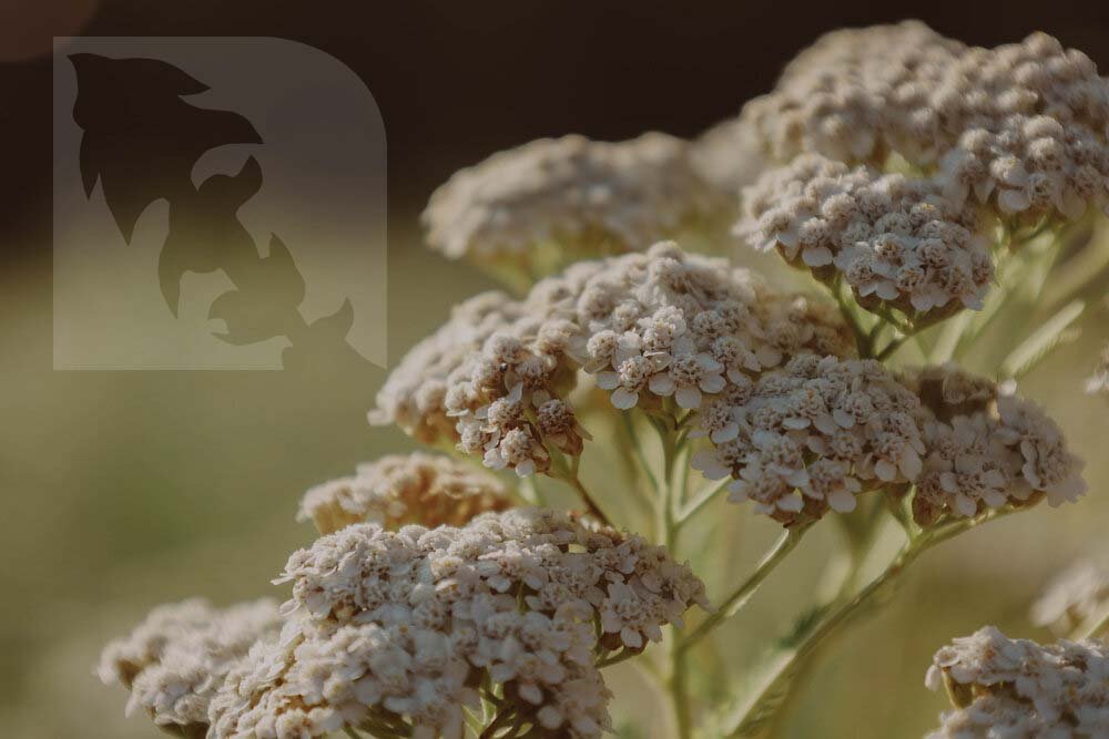 Yarrow 1