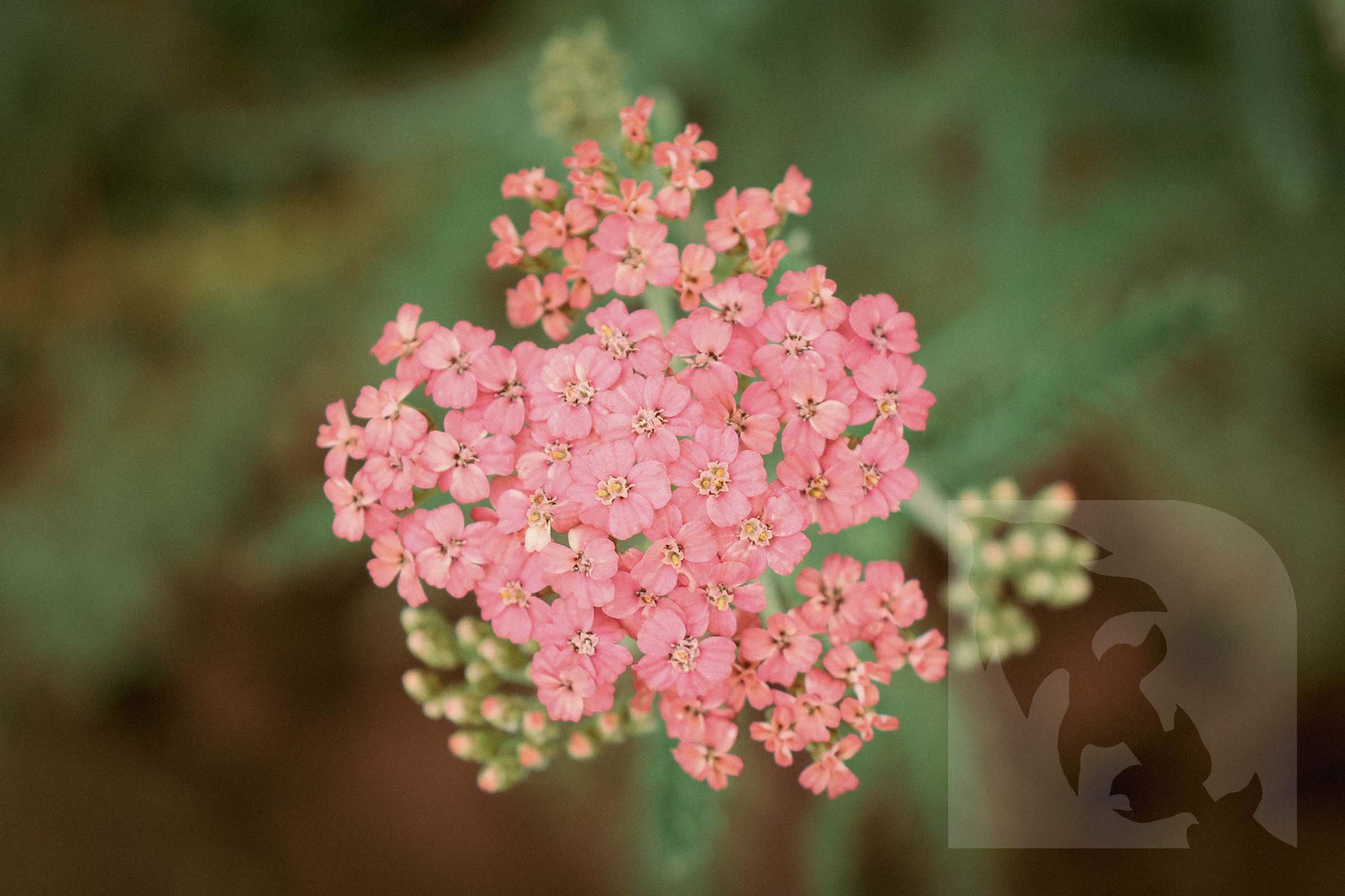 yarrow4_watermark.jpg