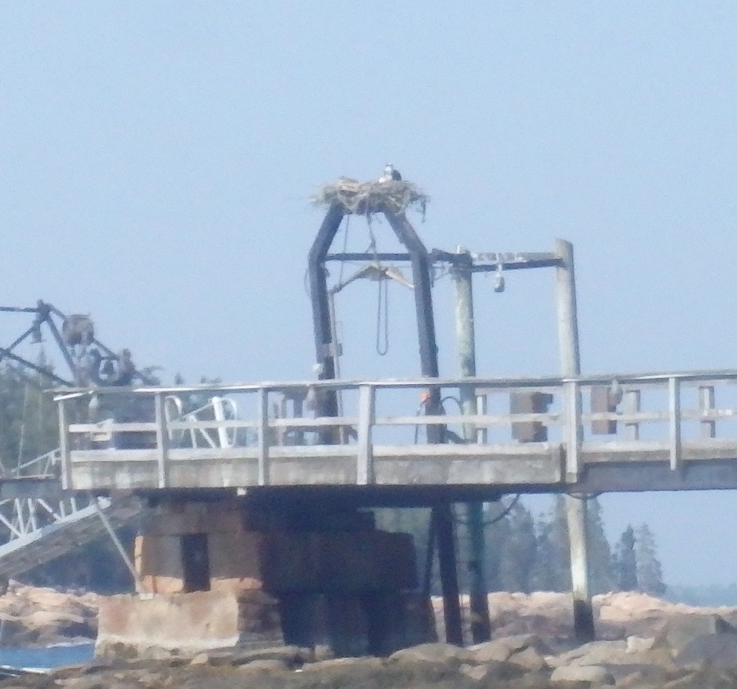 Osprey on Southern Island