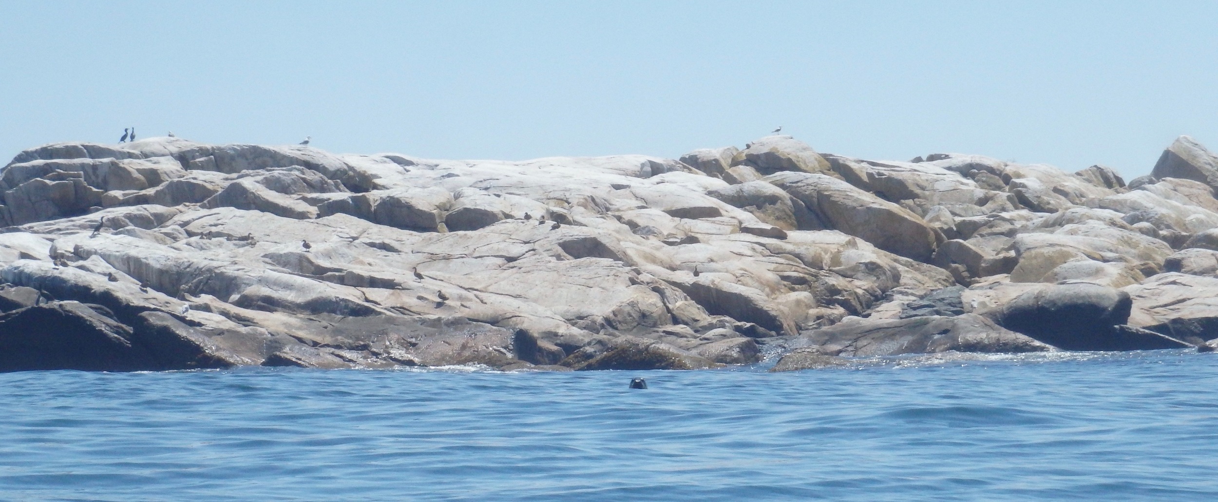 Seal off Matinicus Rock
