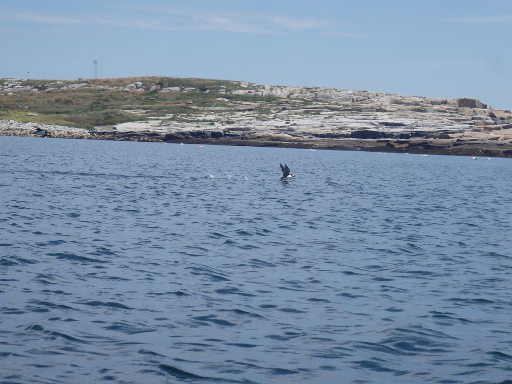 Puffin flight