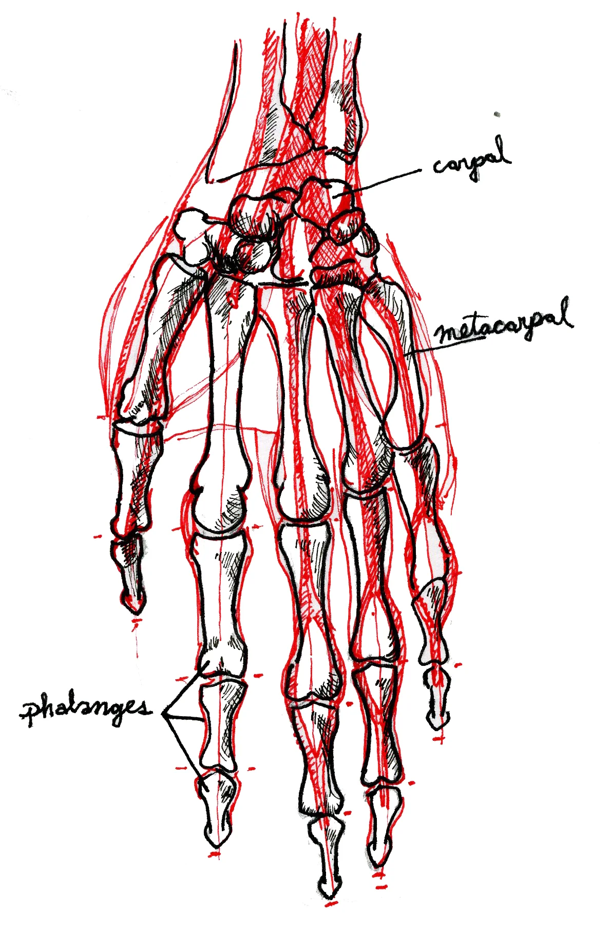 Hand