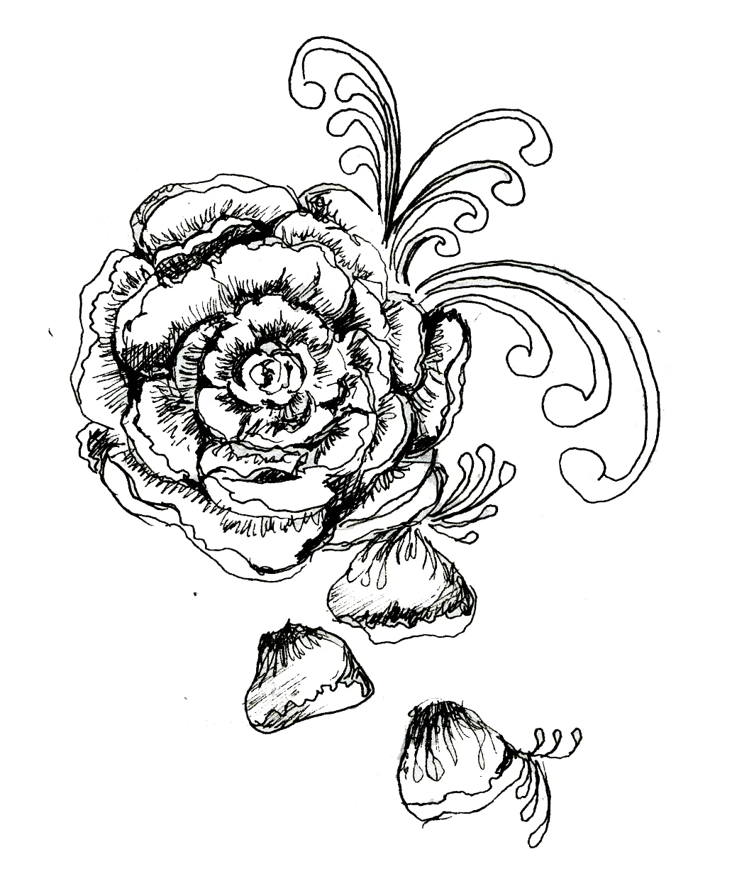 Rose