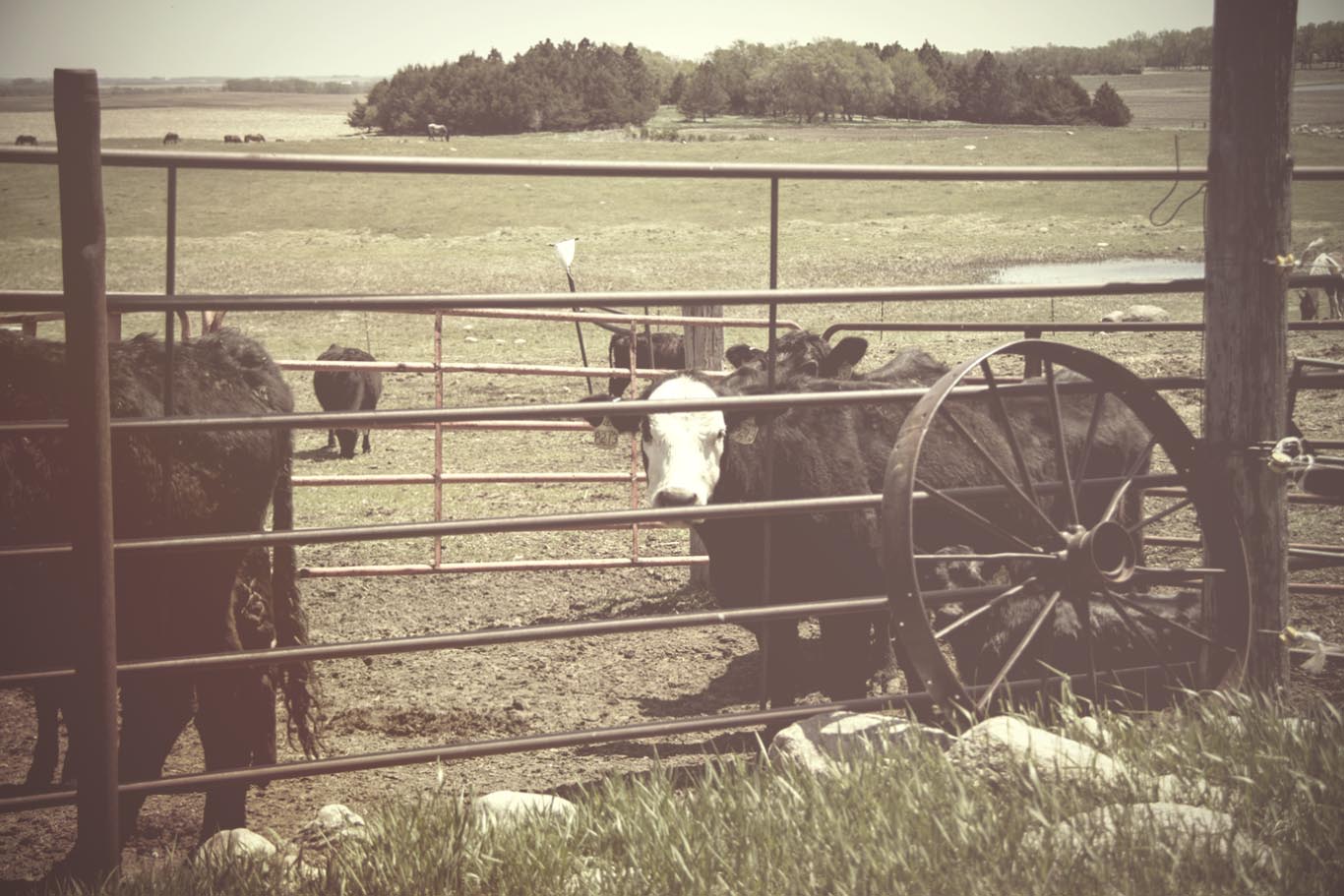 Vintage Cow.jpg