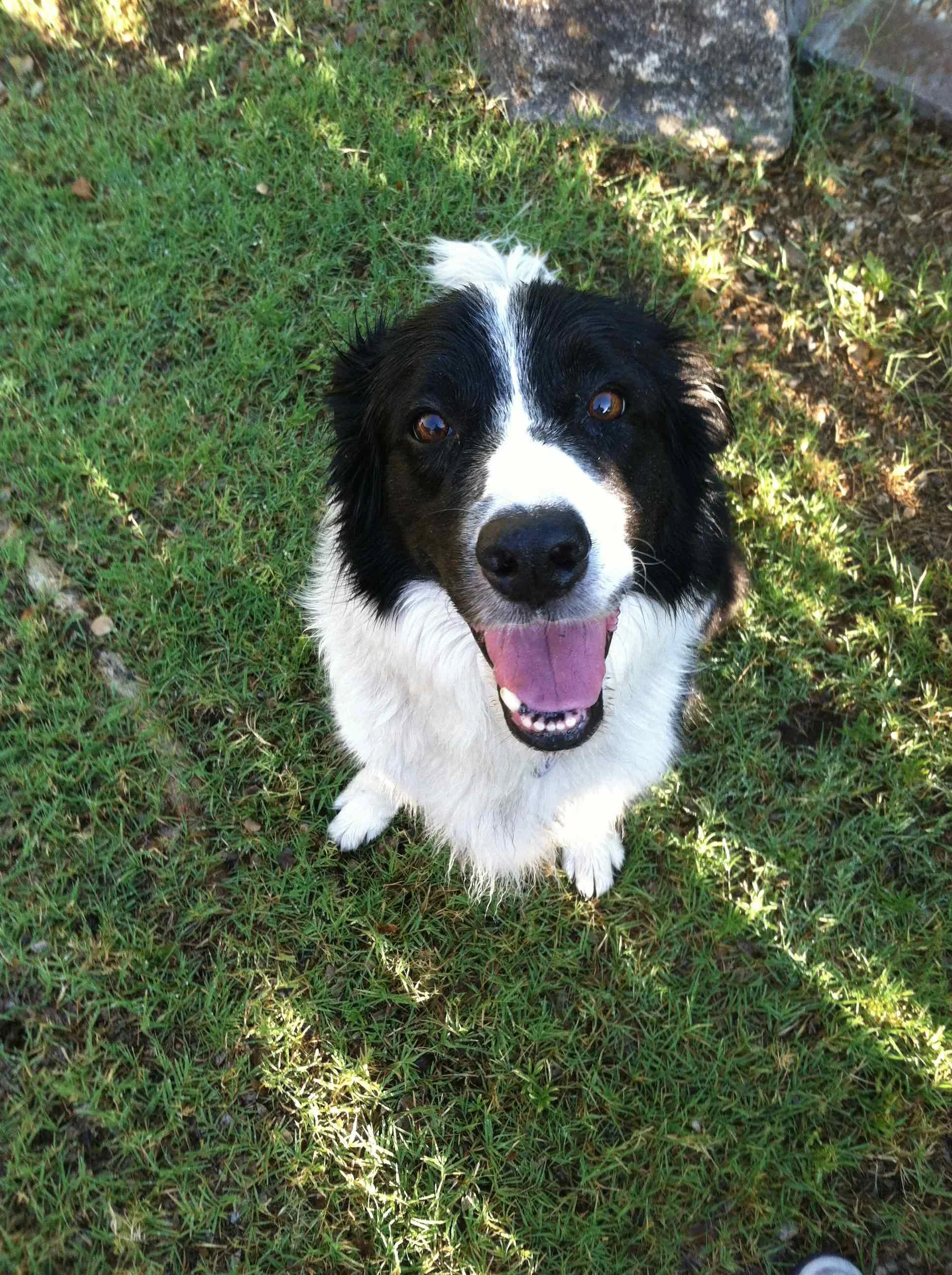 My dog 'Timen'...ready to go!