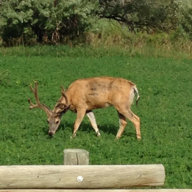 Ivan the Deer
