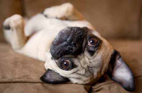 Booking a free consultation