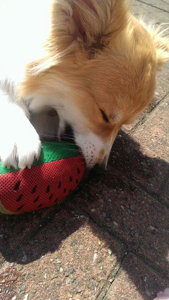 Crumpet keeping cool sucking her frozen watermelon toy