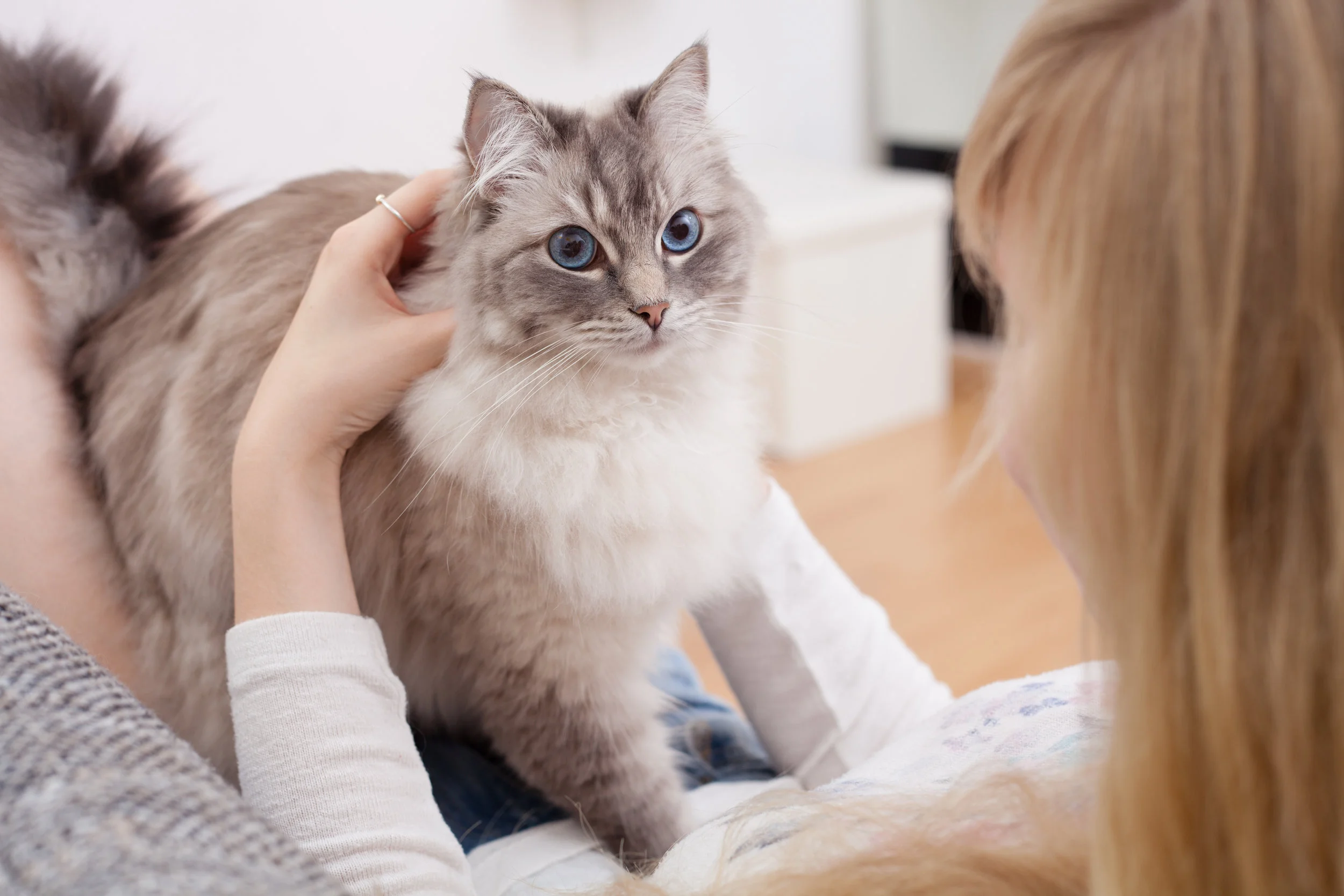 Choosing a Pet Sitter