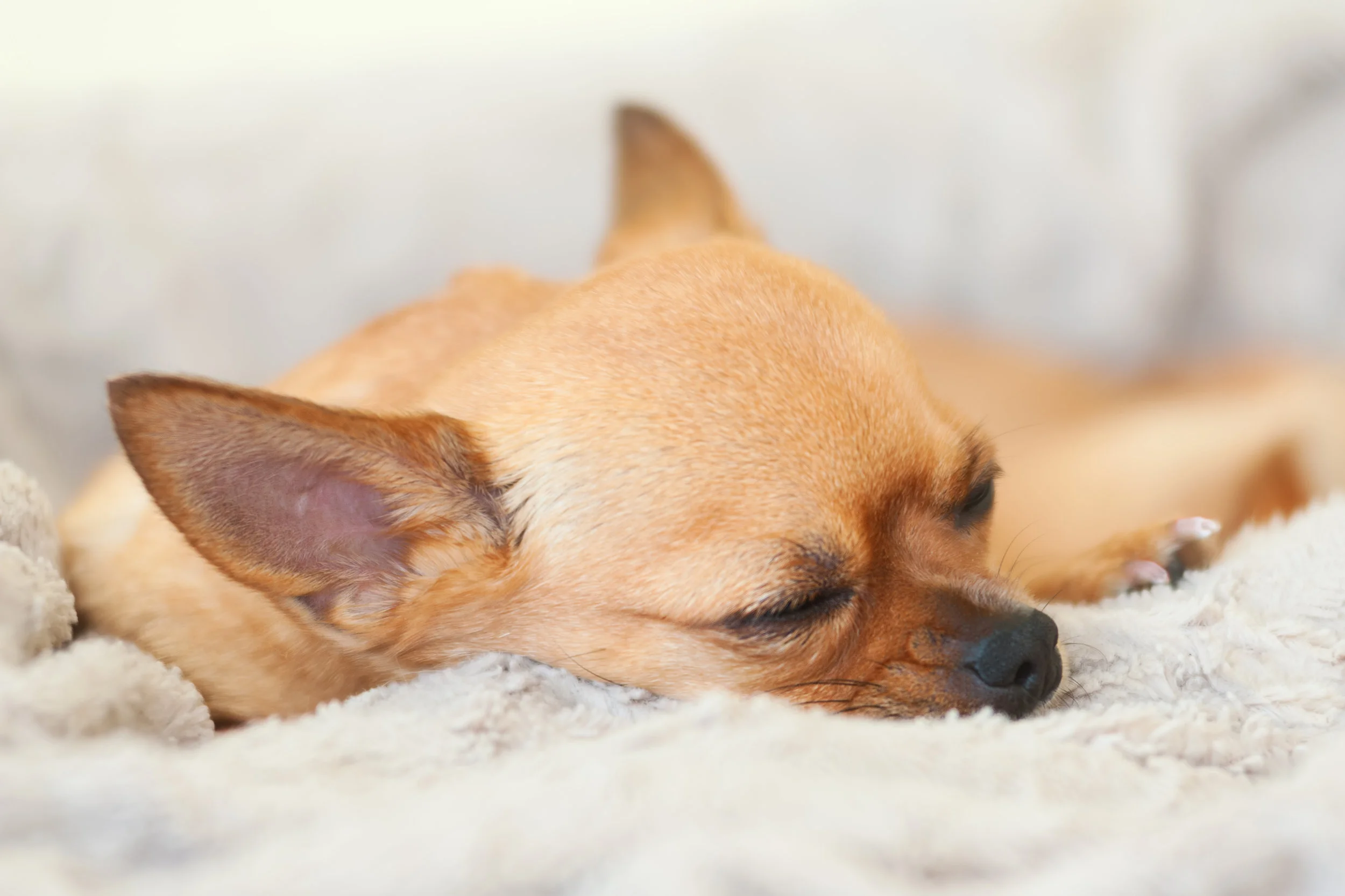 AdobeStock_68621157.jpeg