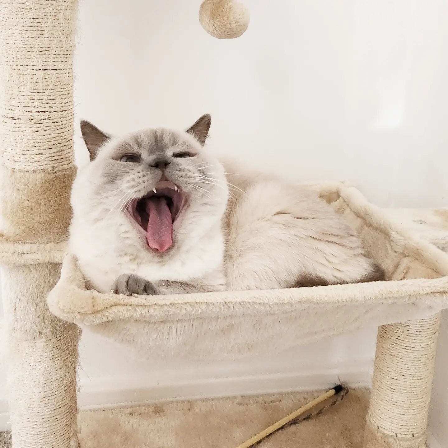 Marshall has a busy weekend planned of snoozing, yawning, napping and dozing.

#catsittingmanchester
&middot;
&middot;
&middot;
#cat_of_instagram #catsofinstagram #meow #catlover #catstagram #catsagram #instacat #kitty #catloversclub #cats #cats_of_i