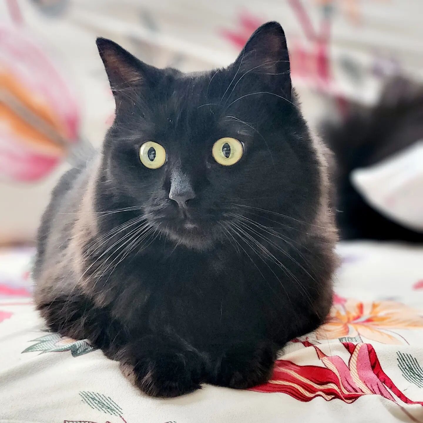 I had the pleasure of meeting Pepita for the first time last week and completely forgot to post this gorgeous photo of her. She is adorable and very sassy.

#catsittingmanchester
&middot;
&middot;
&middot;
#cat_of_instagram #catsofinstagram #meow #ca