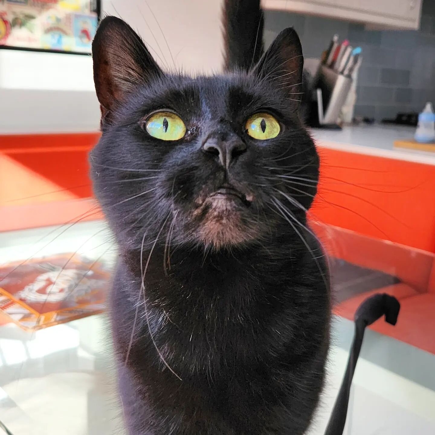 Bamba is a lovely little lady, friendly and affectionate with gorgeous glossy fur.

#catsittingmanchester
&middot;
&middot;
&middot;
#cat_of_instagram #catsofinstagram #meow #catlover #catstagram #catsagram #instacat #kitty #catloversclub #cats #cats