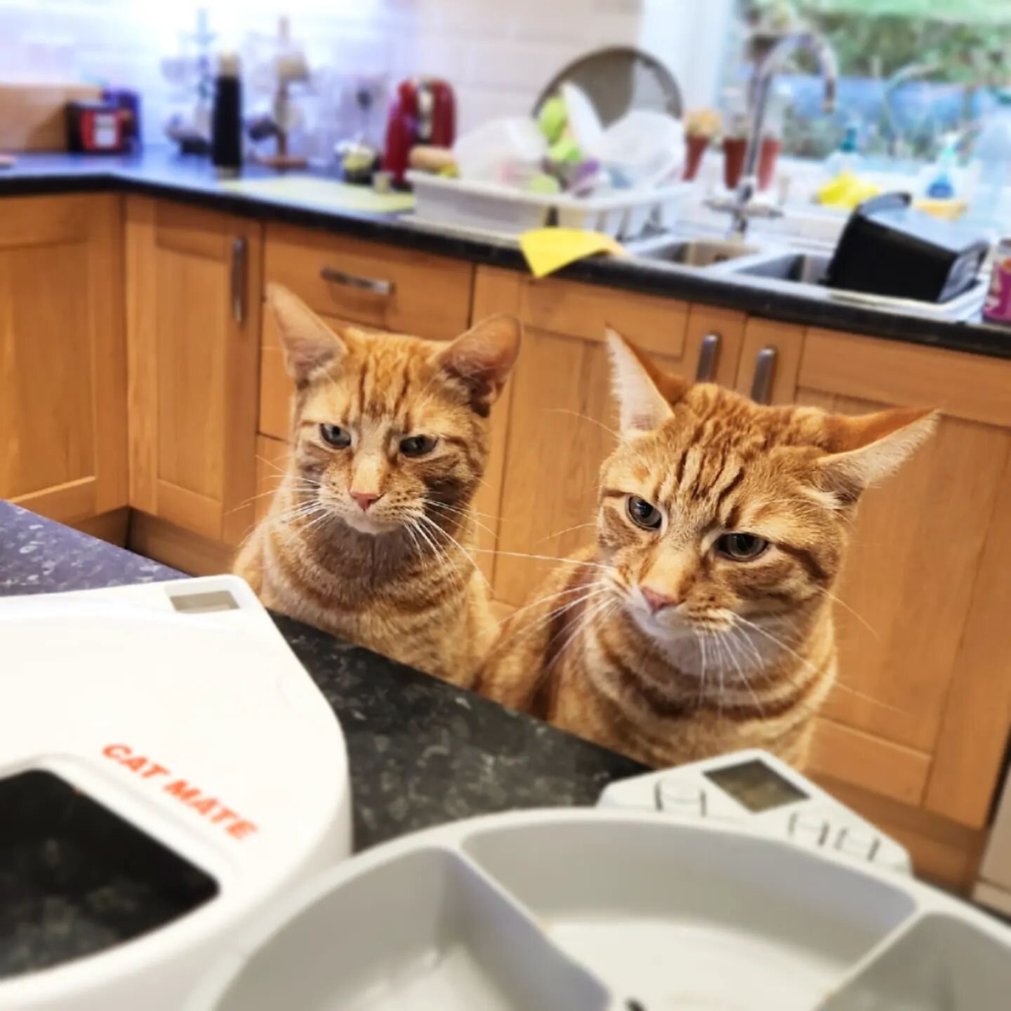 Fred and George like to ensure that the auto-feeder filling process is carried out to their very high standards.

#catsittingmanchester
&middot;
&middot;
&middot;
#cat_of_instagram #catsofinstagram #meow #catlover #catstagram #catsagram #instacat #ki