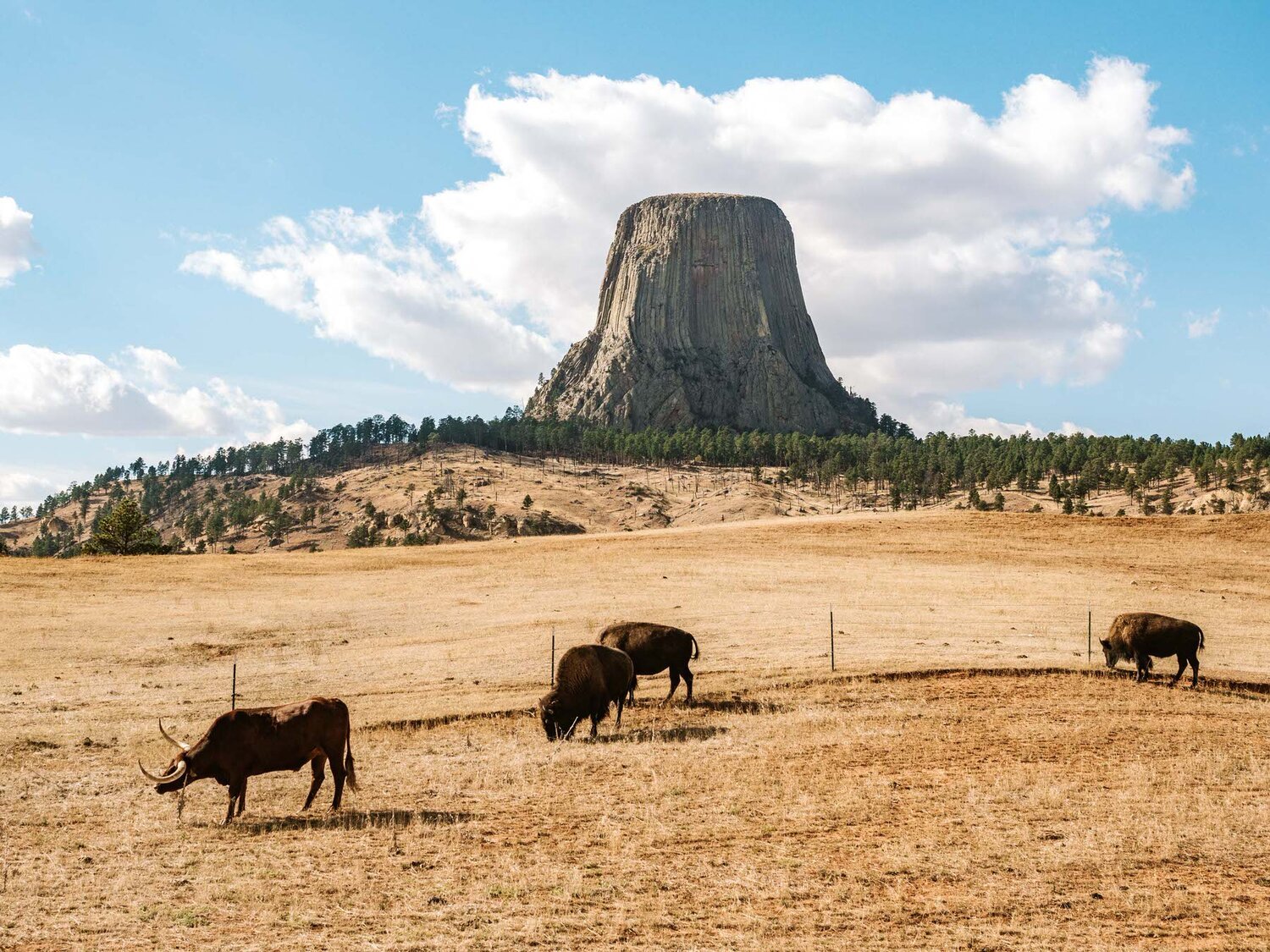 bison+at+devils+tower.jpeg