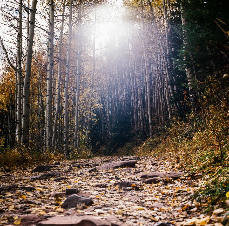 Bear Creek trail, Telluride, CO. Hasselblad 500 w/ 80mm lens. Kodak Ektar 100.