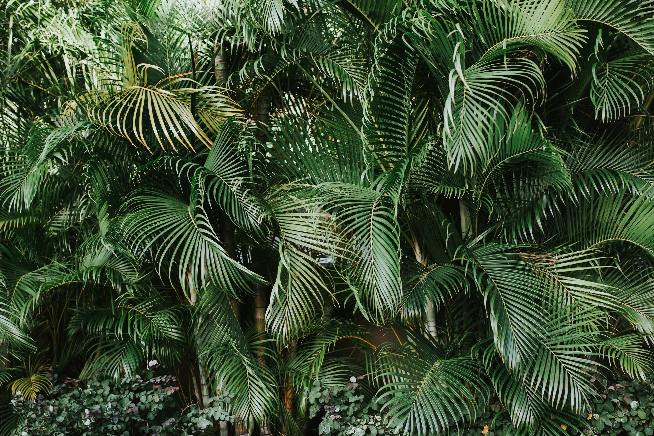 Maui Palms