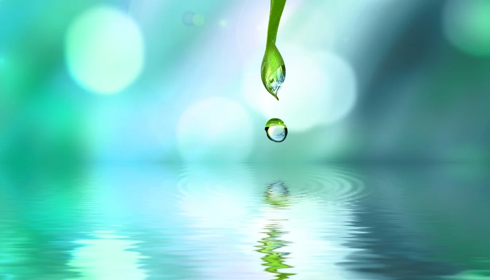 water droplets from leaf.jpg