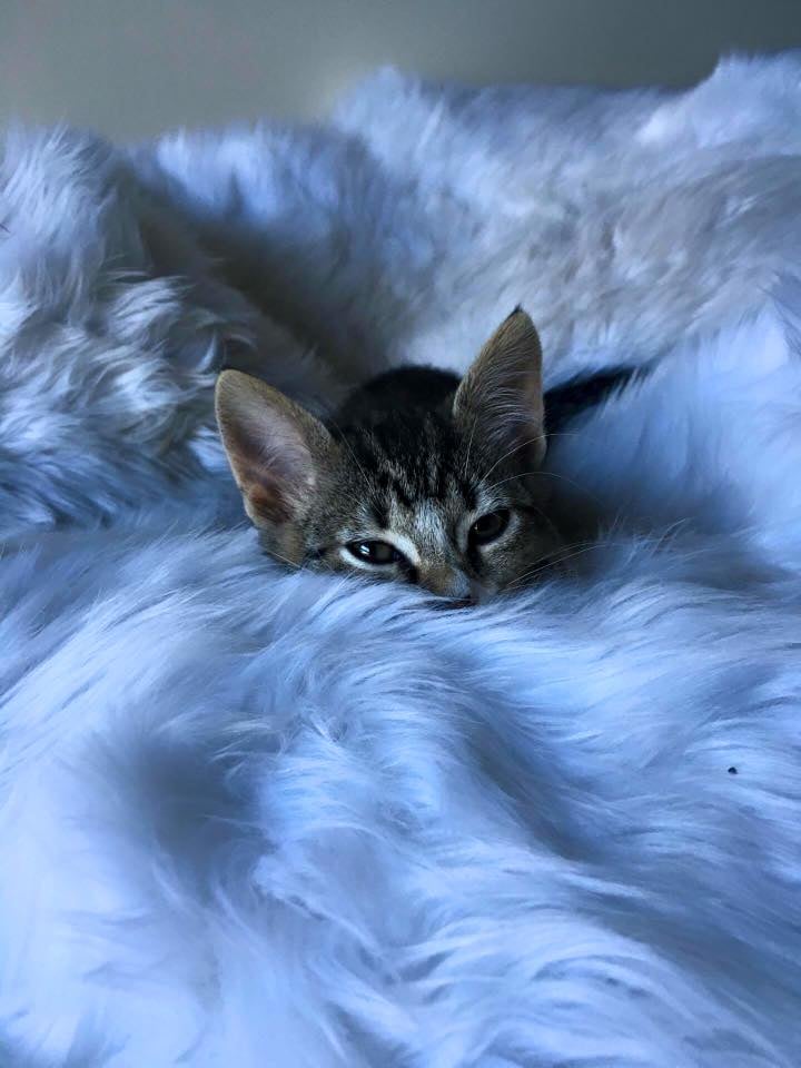 mels kittens 3.jpg