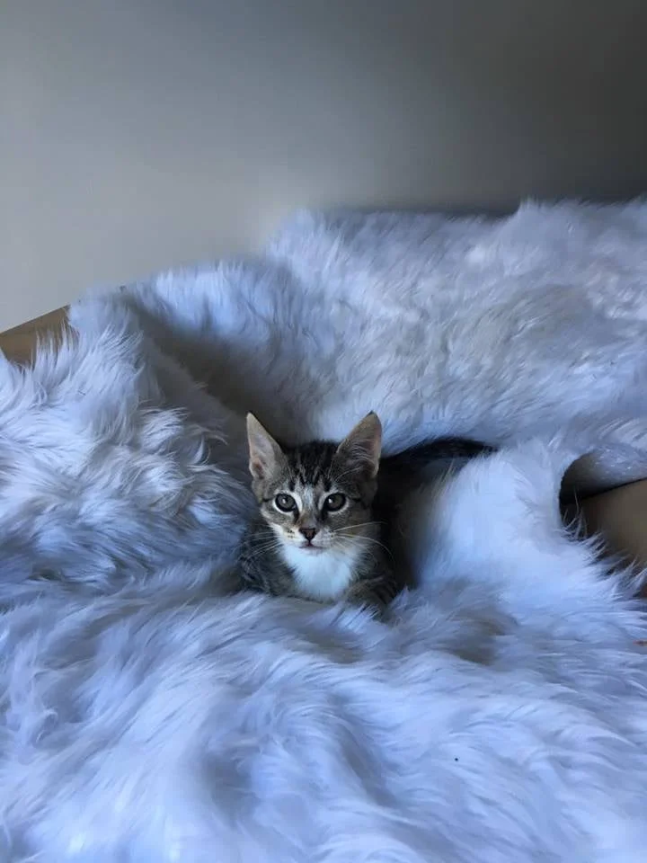 Mel tabby.jpg
