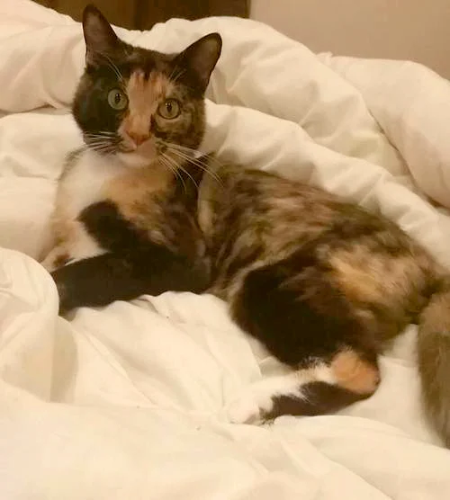 Pheobe.jpg