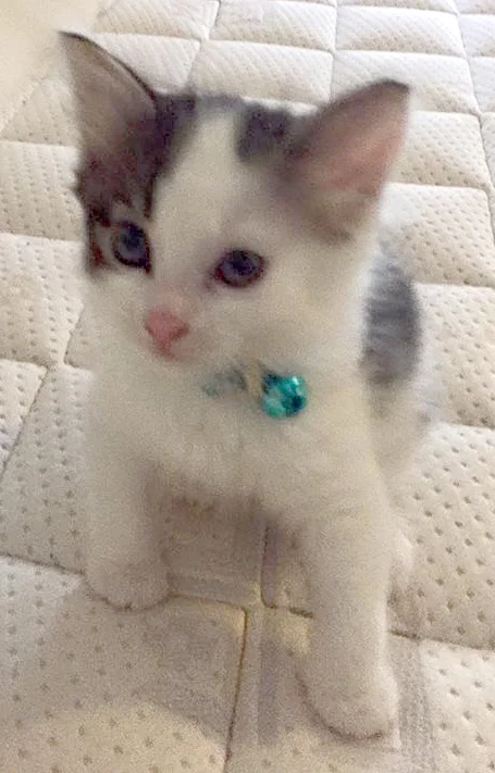 Puss 3.jpg