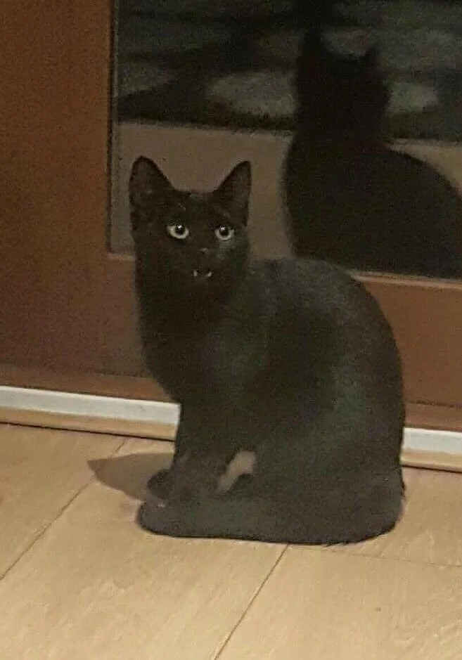 willow.jpg